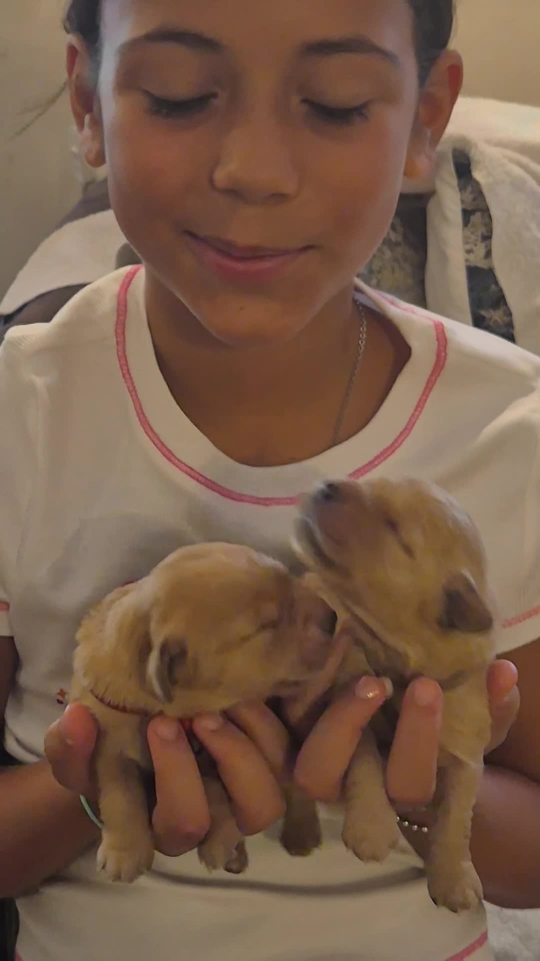 Golden Retriever cani in vendita: Allevamento sleepingbeauty golden - Video 1