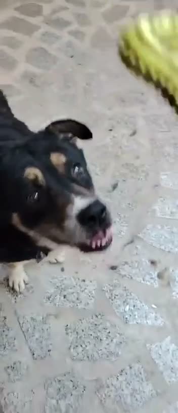 Meticcio cani in regalo: PERLA 10 anni a Provincia di Caserta - Video 1