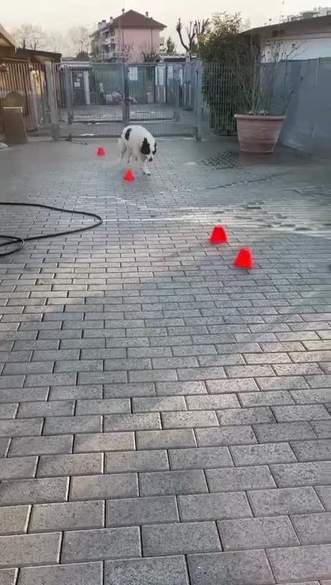 Meticcio cani in regalo: SIMBA ASPETTA SEMPRE UNA FAMIGLIA - Video 2