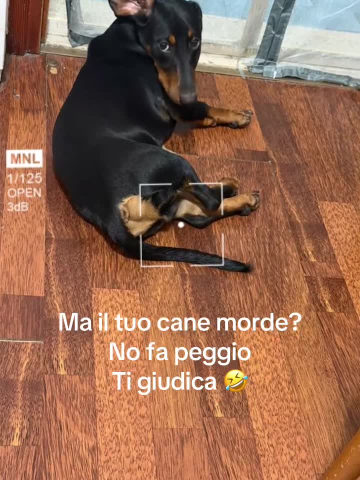 Bassotto cani in vendita: Bassotto nero focato  - Video 1