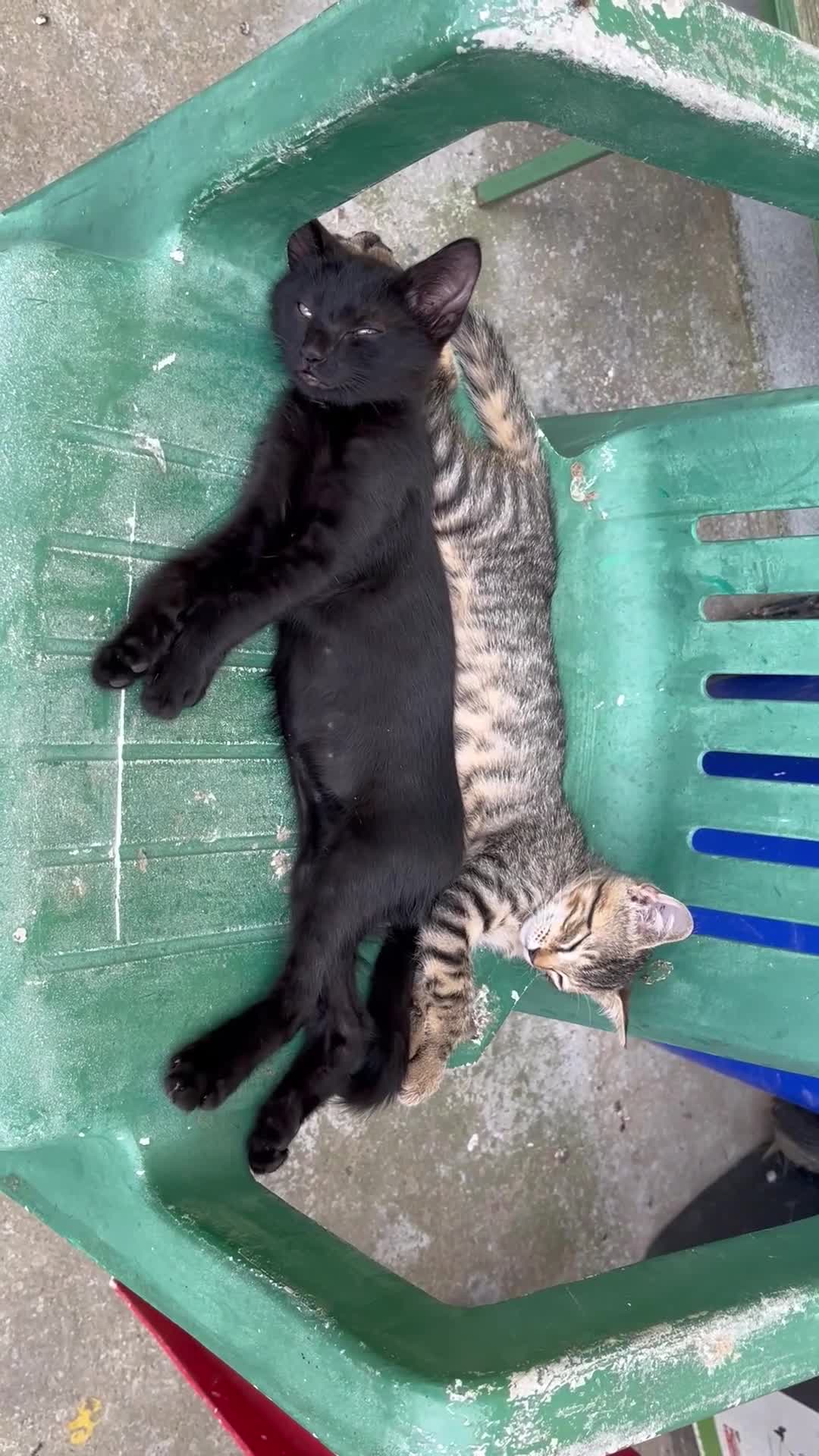Altre razze gatti in regalo: Gattini - Video 1