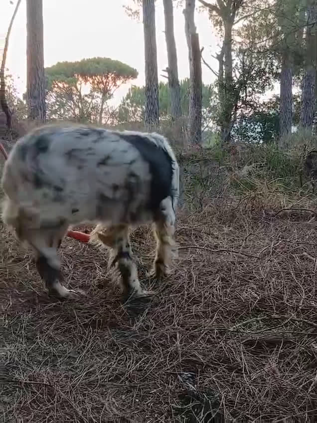 Setter Inglese cani in regalo: Splendido Setter Inglese - JACK - Video 1