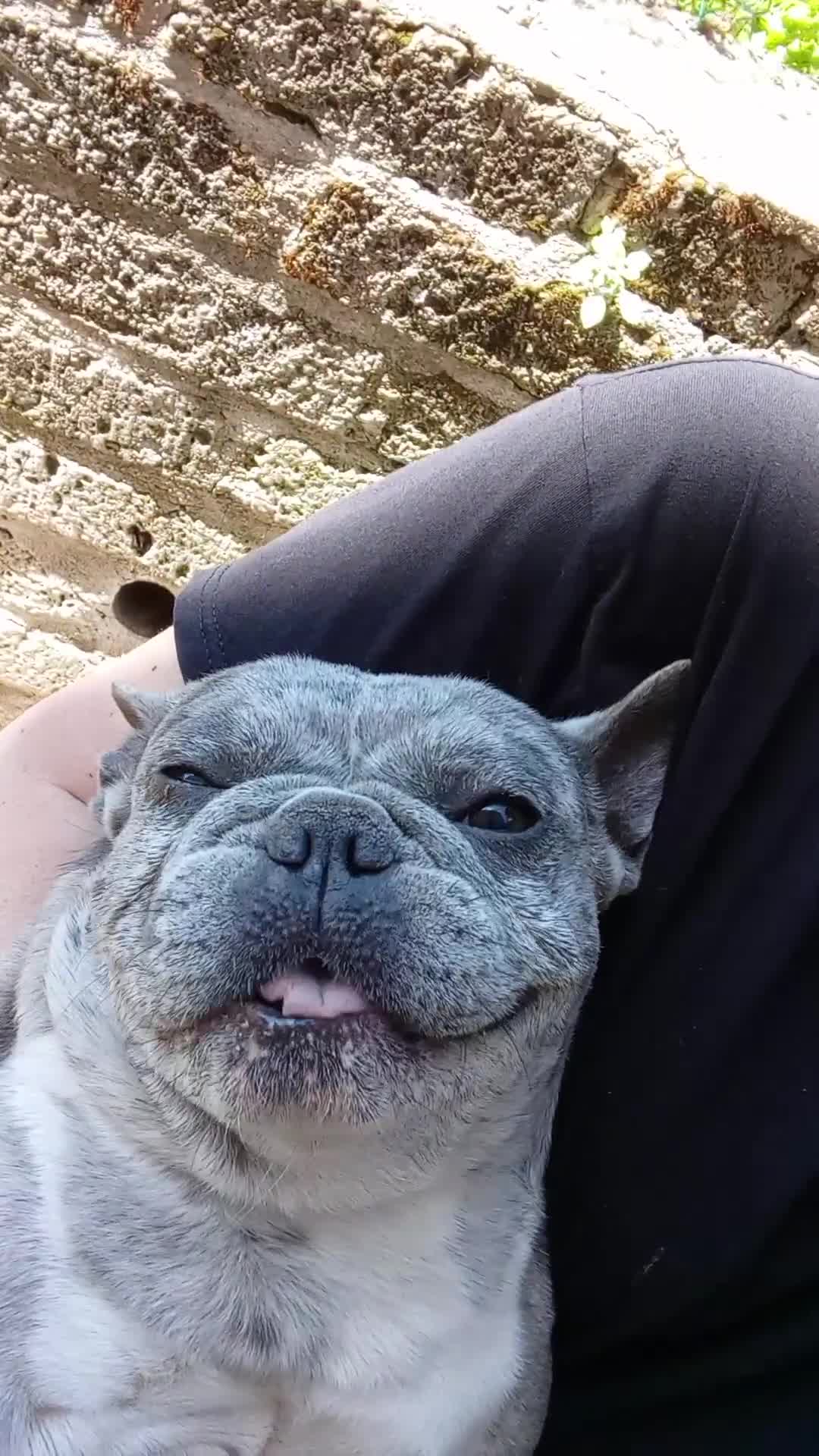 Bulldog Francese cani in vendita: Cucciolata di 5 meravigliosi bulldog francese - Video 1