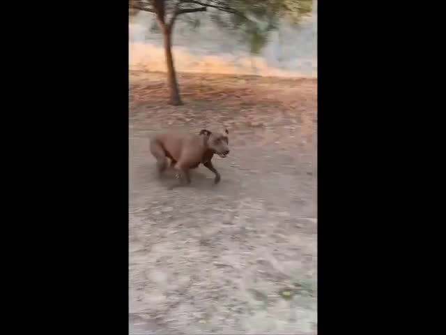 Pitbull cani in regalo: Jago aspetta ancora il suo riscatto  a Città Metropolitana di Bari - Video 3