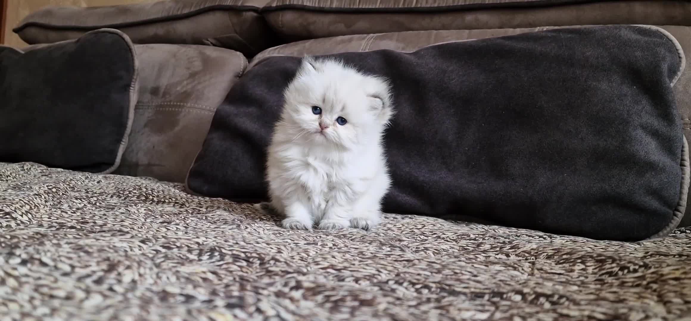 British gatti in vendita: PEDIGREE DA RIPRODUZIONE BRITISH LONGHAIR POINT  - Video 3