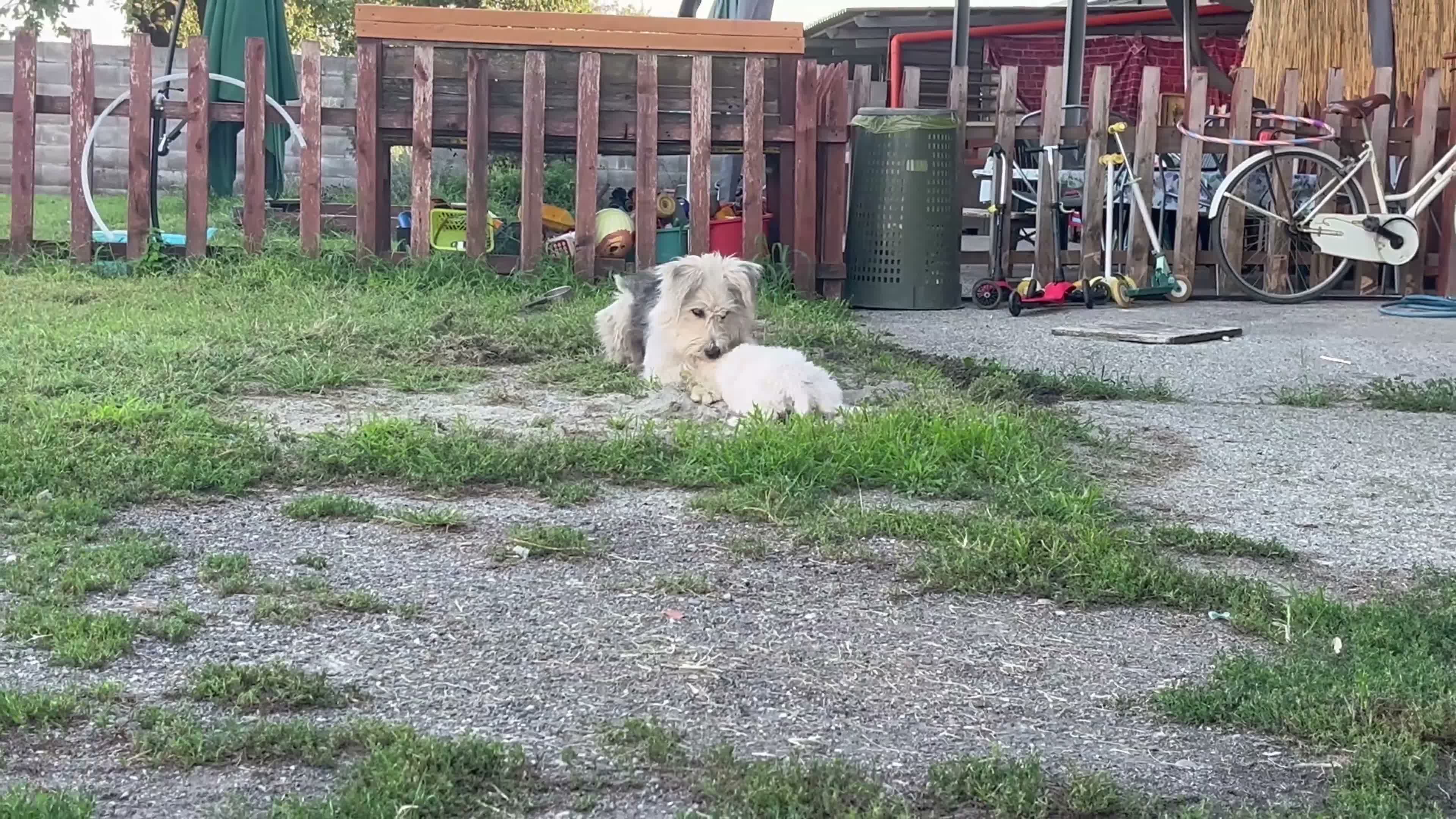 Meticcio cani in regalo: Due cuccioli incrocio pastore cercano casa a Provincia di Bergamo - Video 1