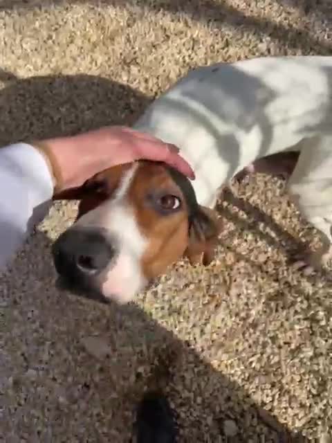 Meticcio cani in regalo: DOLCISSIMA SEGUGINA  - Video 2