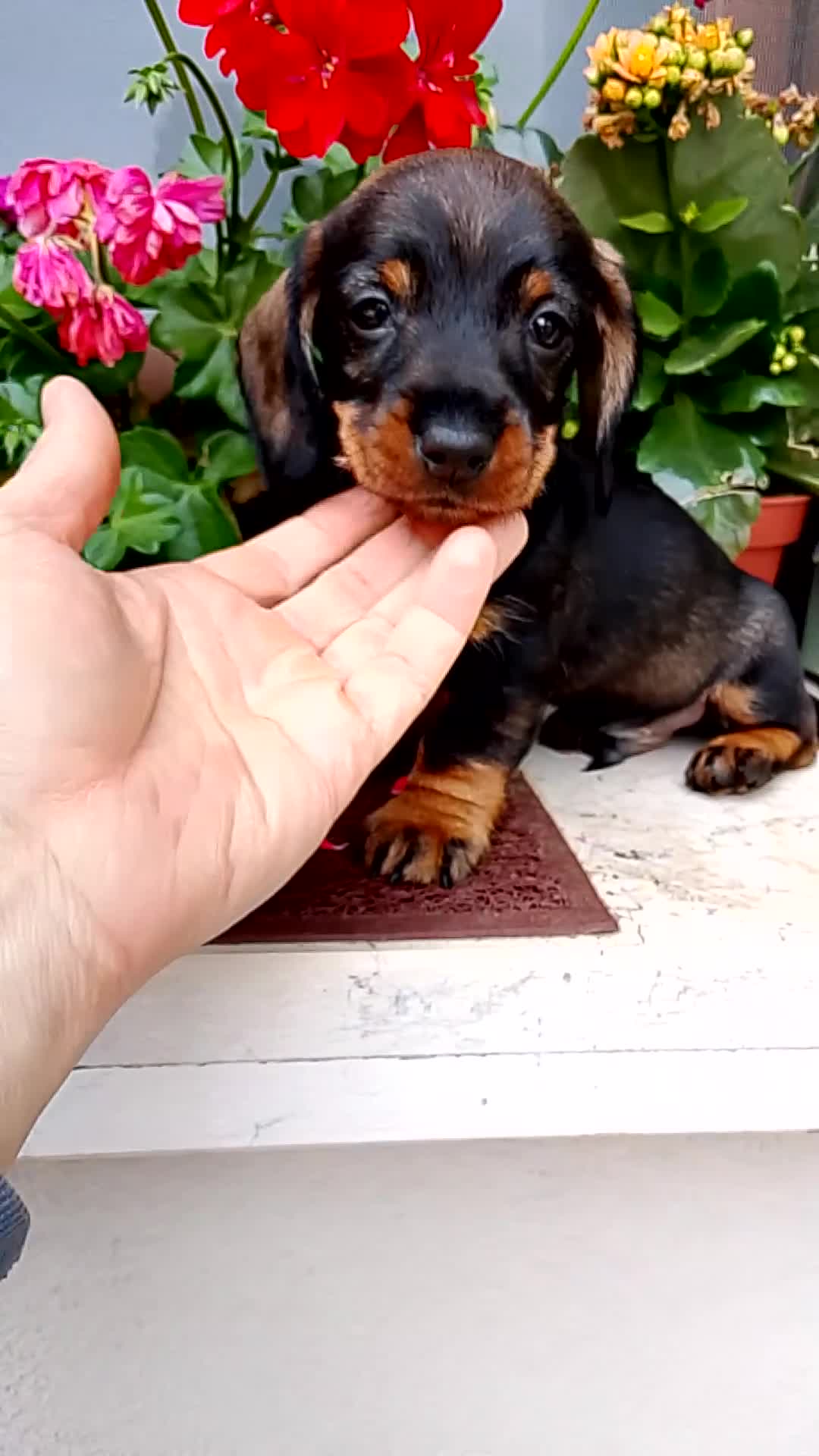 Bassotto cani in vendita: Bassotto pelo duro maschi  - Video 4