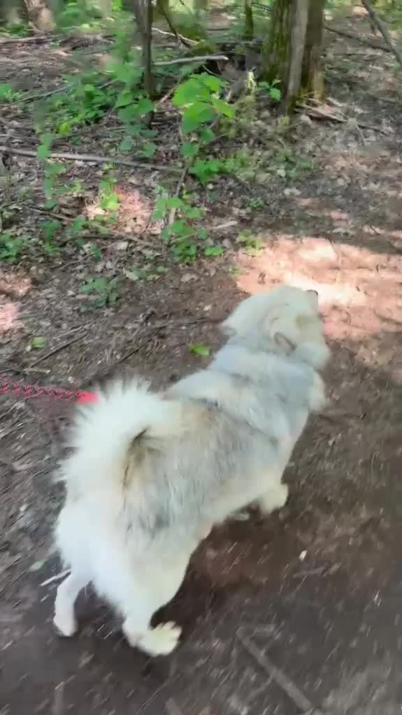 Meticcio cani in regalo: yorgo, un tenero pelosetto - Video 1
