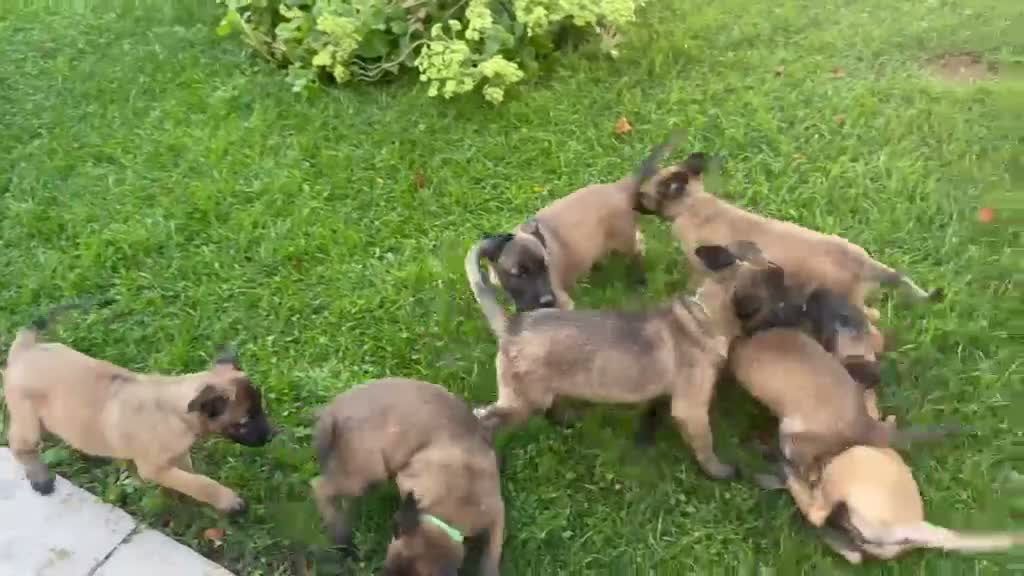 Pastore Belga cani in vendita: Femmine Pastore Belga Malinois - Video 5