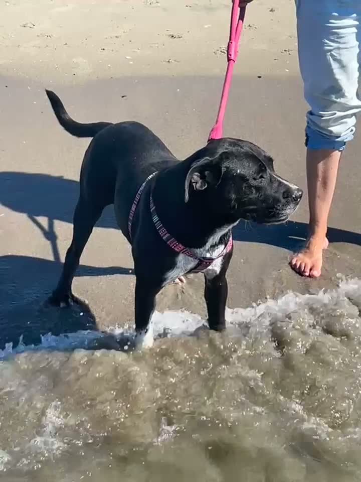 Meticcio cani in regalo: Sasha: giovane mix Amstaff. Adozione o stallo  - Video 1