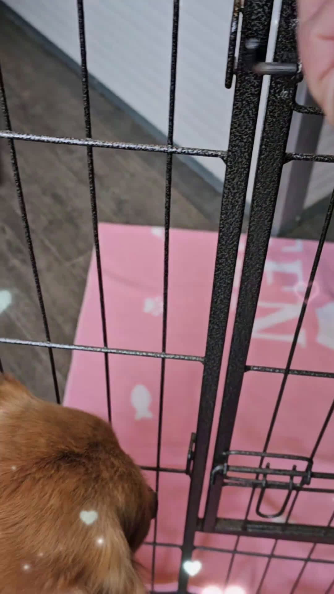 Golden Retriever cani in vendita: CUCCIOLI GOLDEN RETRIEVER  - Video 1