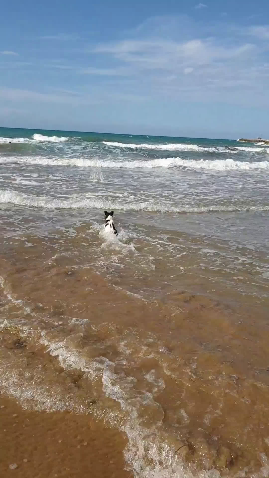 Jack Russell cani per accoppiamento: BART CERCA MOGLIE  - Video 2