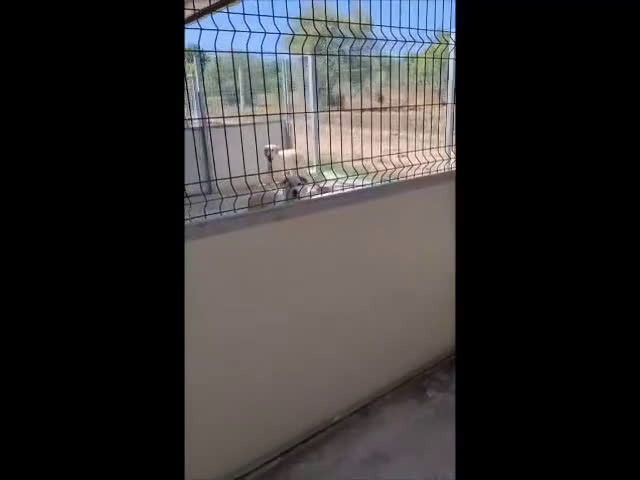 Meticcio cani in regalo: Ellen, un cane pronto a splendere a Città Metropolitana di Bari - Video 3