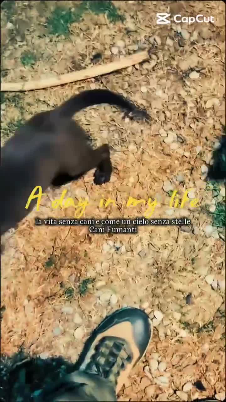 Australian Kelpie cani in vendita: Cuccioli Australian Kelpie  a Provincia di Siena - Video 4