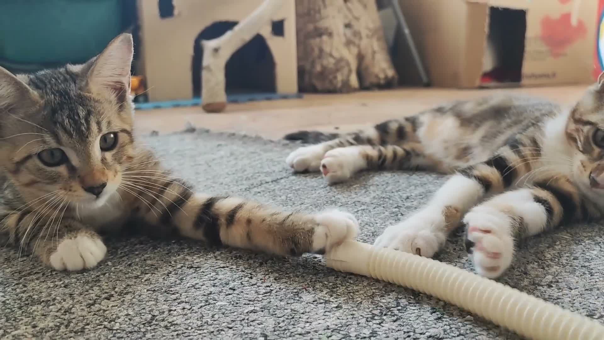 Altre razze gatti in vendita: Dolcissimi gattini cercano una famiglia amorevole - Video 1