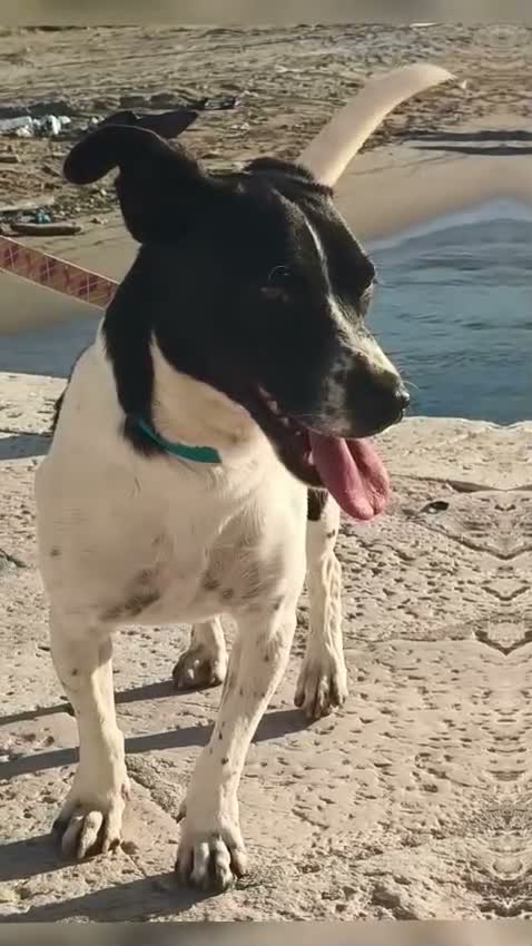 Meticcio cani in regalo: tommy cagnolino socievolissimo - Video 2