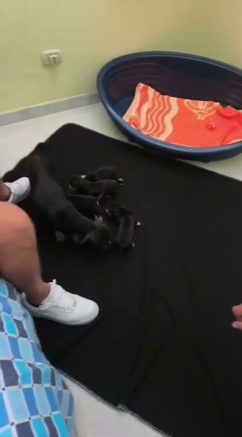 Bassotto cani in vendita: Bassotto maschio nero focato - Video 1
