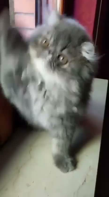 Persiano gatti in vendita: Cucciolo gatto persiano  - Video 2