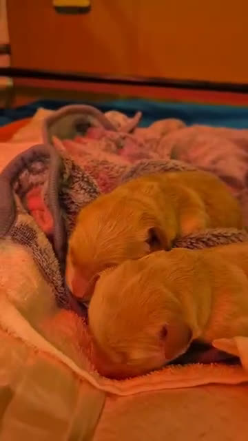 Golden Retriever cani in vendita: Cucciole di Golden Retriever - Video 2