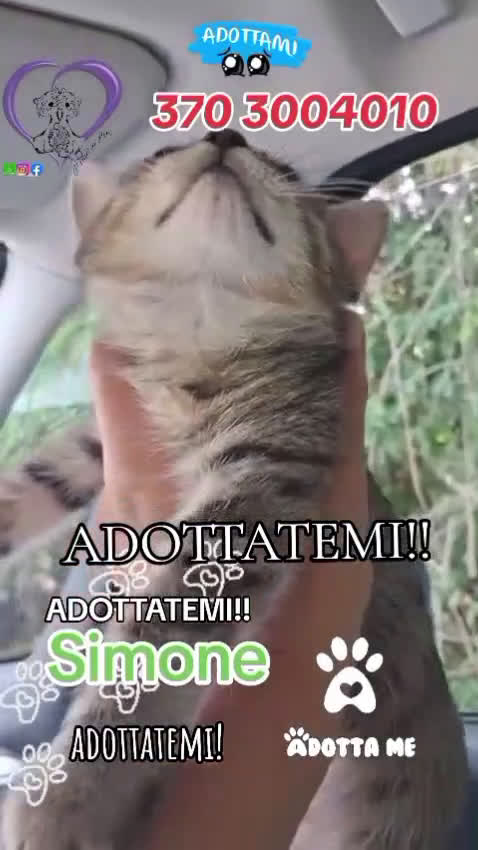 Europeo gatti in regalo: Simone, invisibile - Video 1
