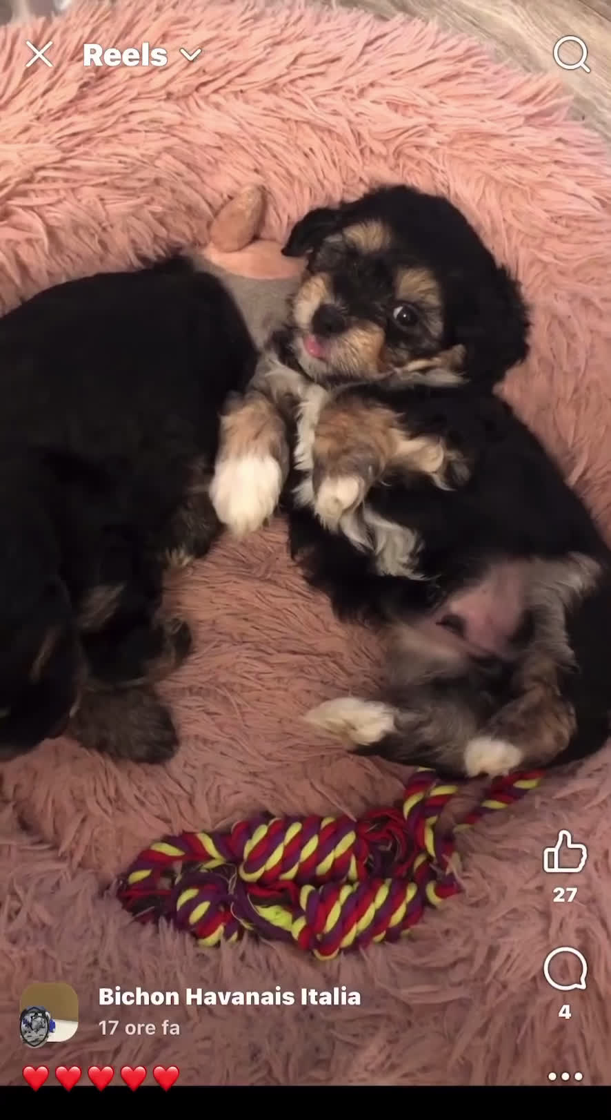 Bichon cani in vendita: Disponibili cuccioli di Bichon  con Pedigree ENCI - Video 1