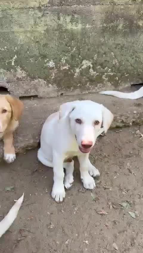 Meticcio cani in regalo: Lumi cerca casa 🏡 - Video 1