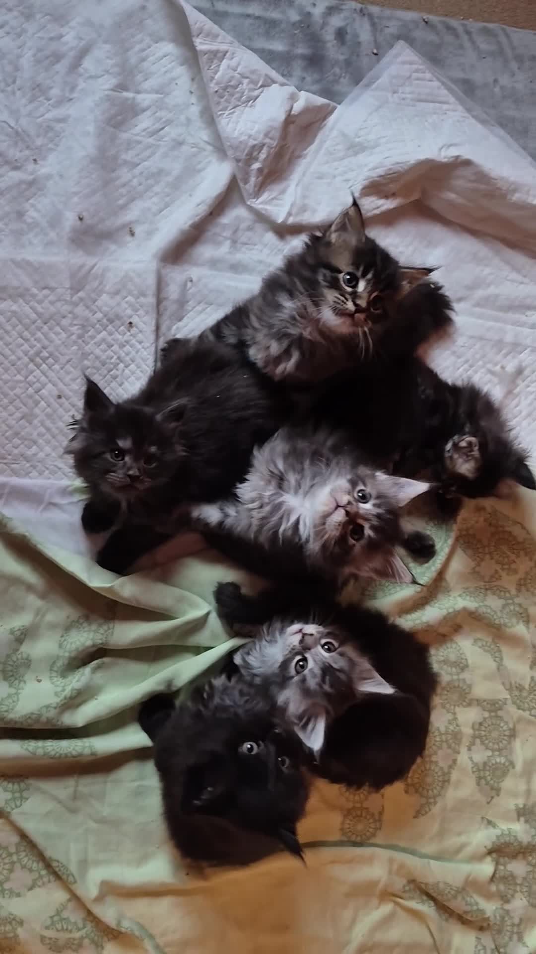 Maine Coon gatti in vendita: Maincoons cuccioli a Provincia di Sondrio - Video 1