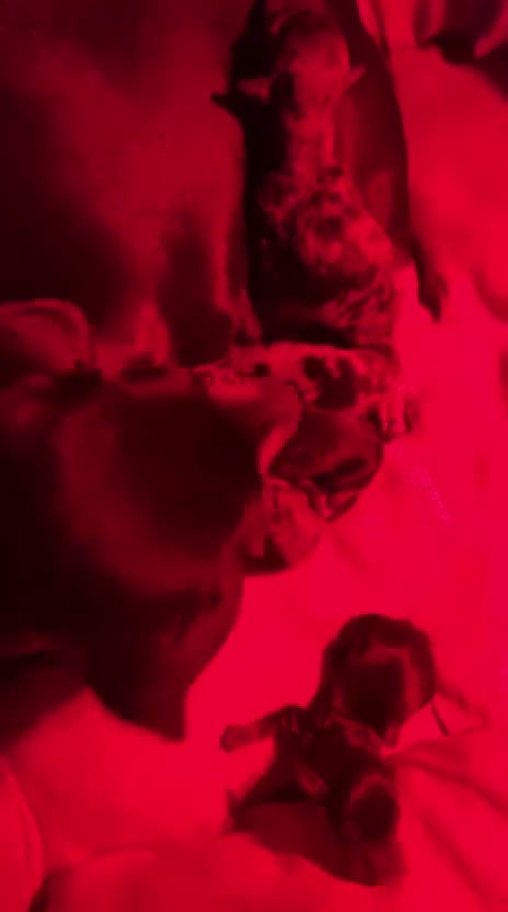 Bassotto cani in vendita: cucciole di bassotto nano a pelo corto  - Video 4