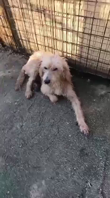 Meticcio cani in regalo: SALVIAMO IL DOLCE JERRY - Video 2