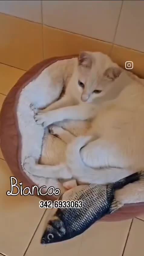 Altre razze gatti in regalo: BIANCA CERCA IL SUO LIETO FINE 🤍 a Città metropolitana di Milano - Video 1