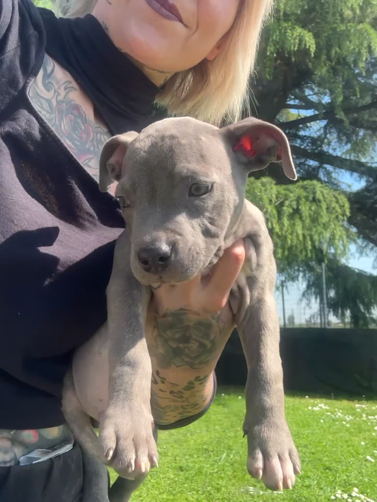Pitbull cani in vendita: Cucciolo di Pit Bull Blue Brindle anche a rate - Video 1
