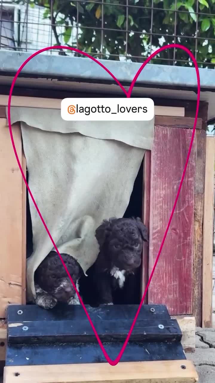 Lagotto cani in vendita: Cuccioli di Lagotto romagnolo con pedigree - Video 1