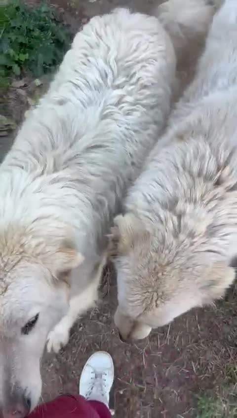 Meticcio cani in regalo: Biancone splendido cagnolone cerca casa  - Video 4