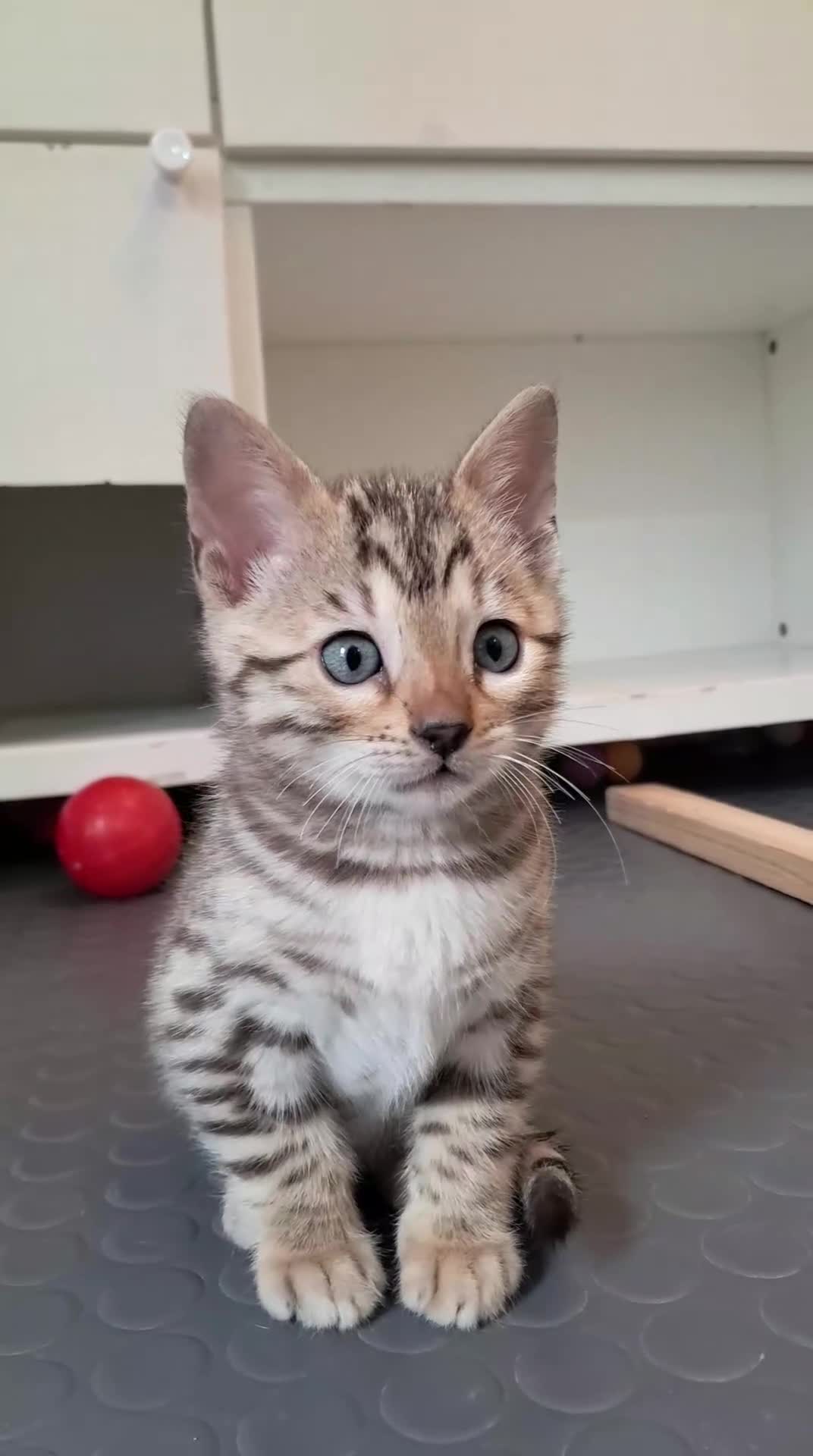 Bengala gatti in vendita: Bengala cucciolo snow maschio - Video 1