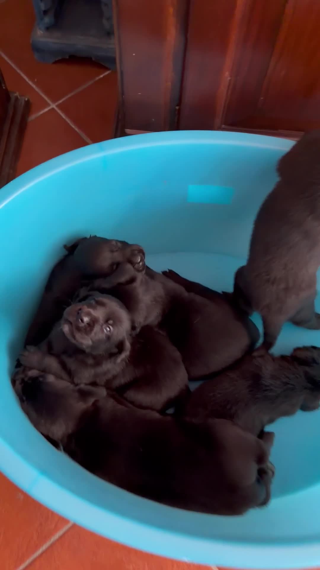 Meticcio cani in vendita: Cuccioli Meticci a Provincia di Mantova - Video 1