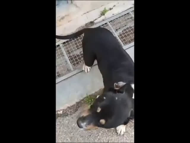 Meticcio cani in regalo: ROMANA, GIOVANE AMERICAN BULLY/AMSTAFF  - Video 1