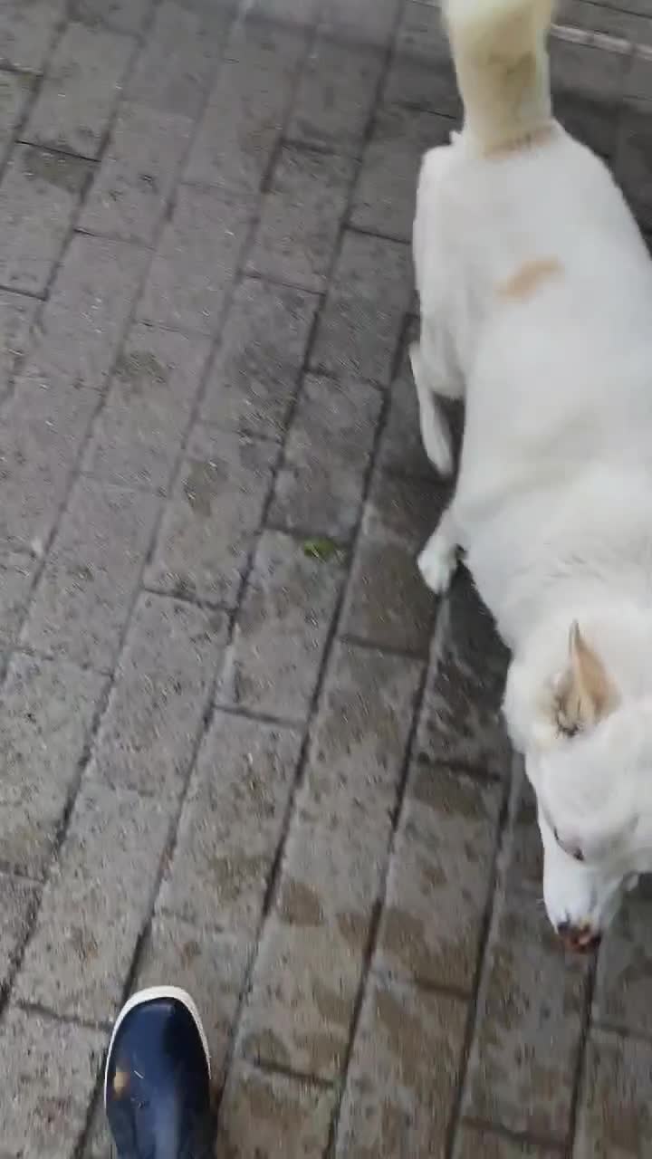 Meticcio cani in regalo: FOX CERCA CASA - Video 1