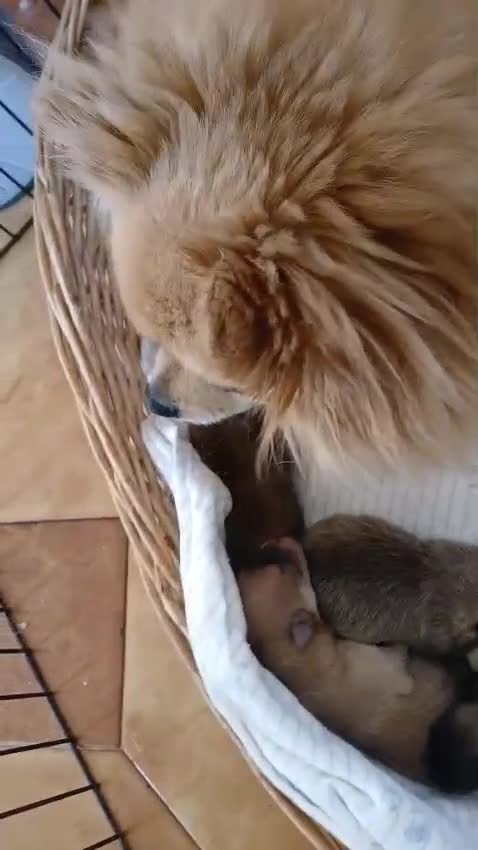 Volpino Pomerania cani in vendita: Cuccioli di pomerania - Video 1