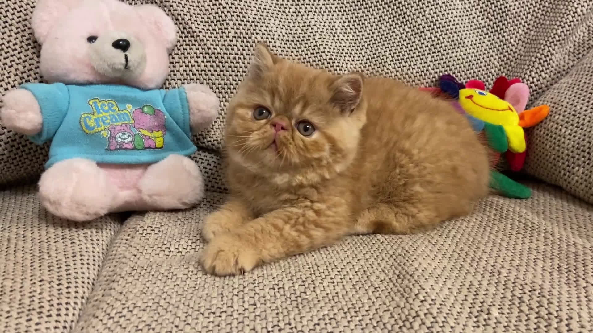 Exotic Shorthair gatti in vendita: Gattino exotic shorthair - Video 2