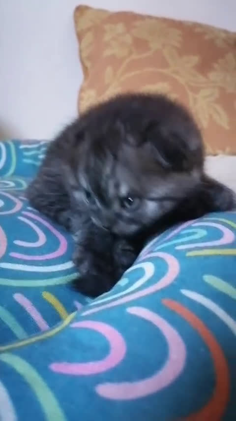 Scottish gatti in vendita: Scottish fold e straight - Video 2