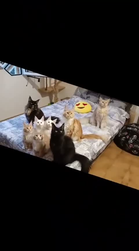 Maine Coon gatti in vendita: Cuccioli Maine Coon a Provincia di Padova - Video 1