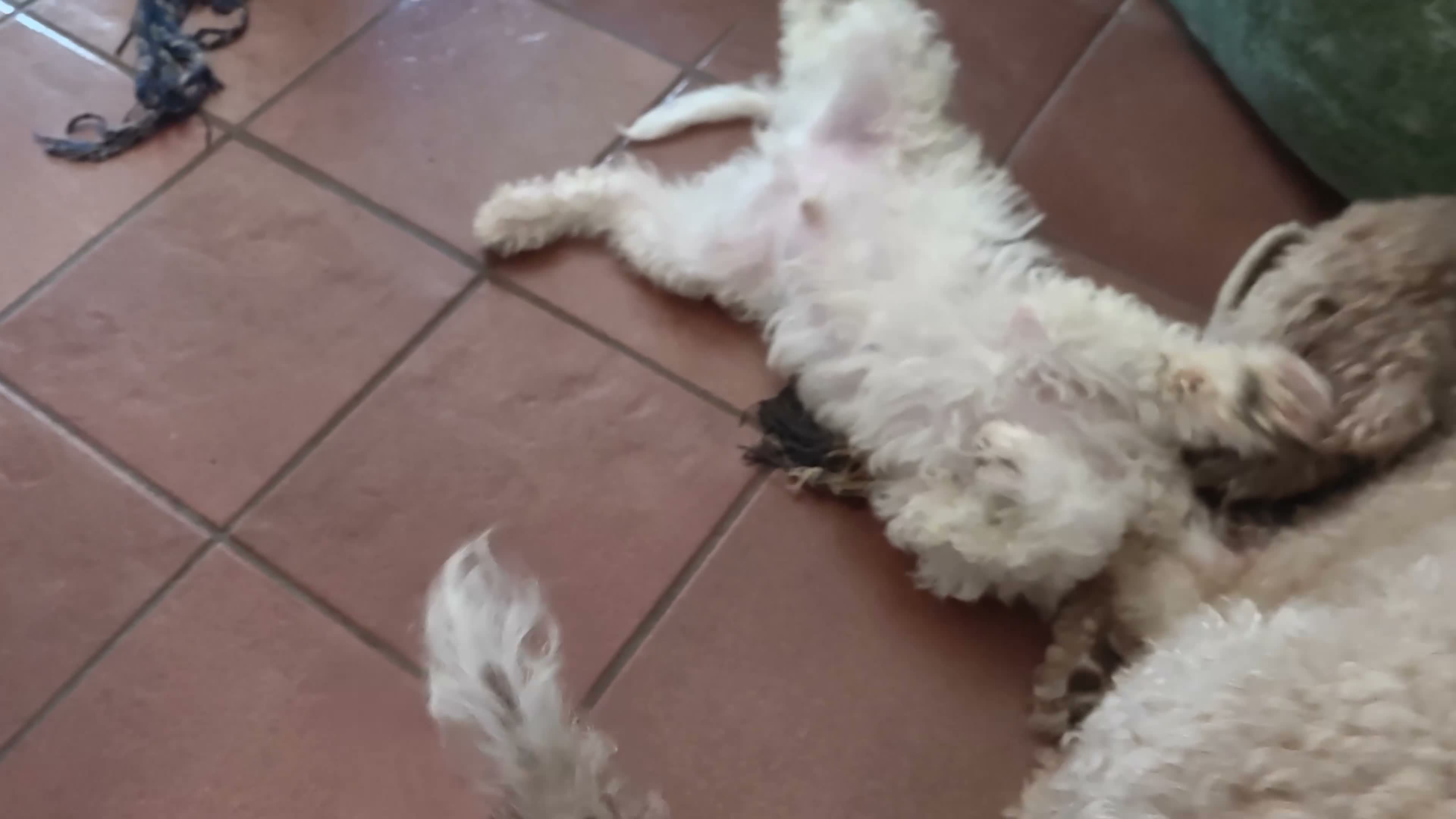 Lagotto cani in vendita: Lagotto romagnolo con pedigree 3 mesi - Video 2