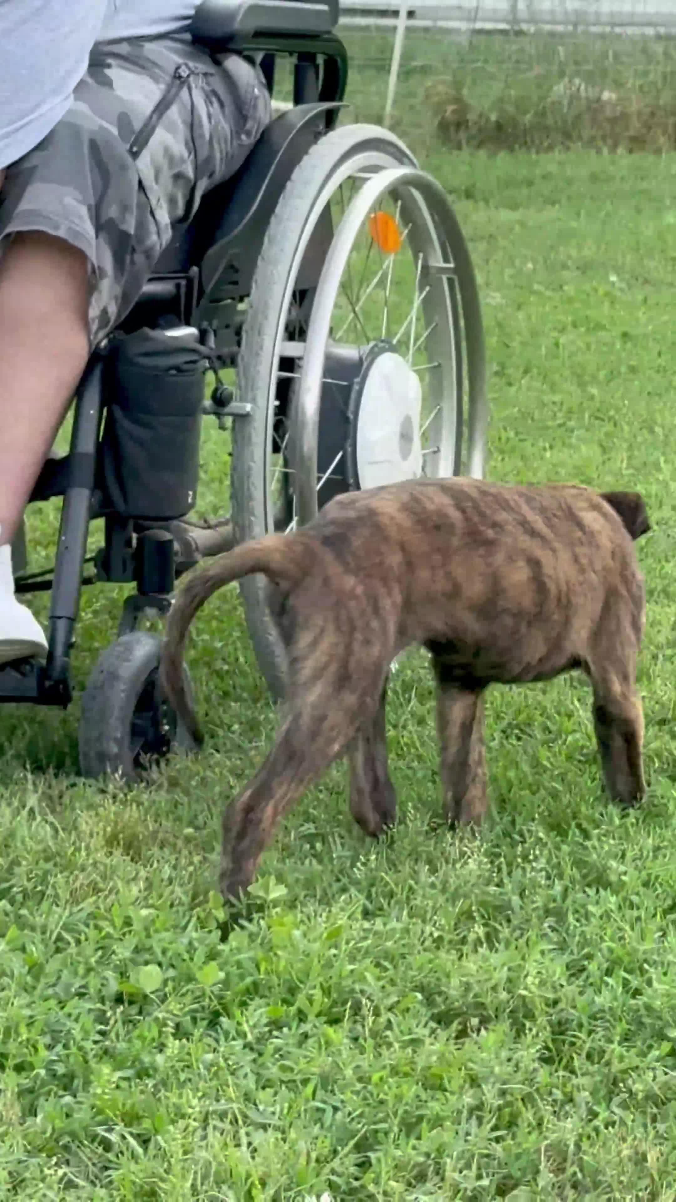 Pastore Olandese cani in vendita: Cuccioli di pastore olandese con pedigree - Video 4
