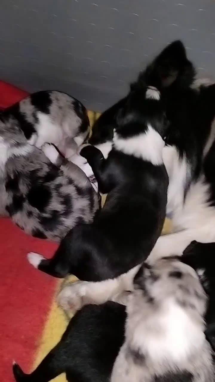 Border Collie cani in vendita: Cuccioli di Border Collie - Video 1