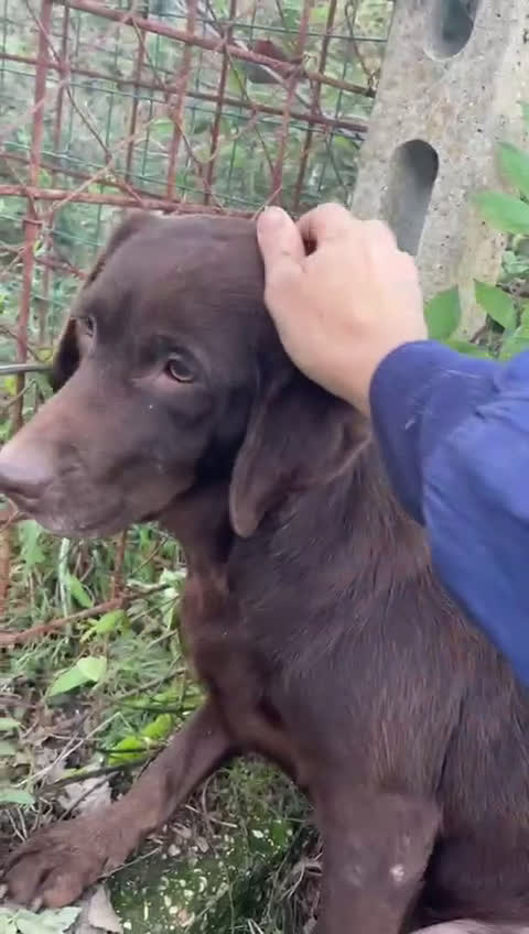 Labrador cani in regalo: KUBRA stupenda labrador cieca - Video 2