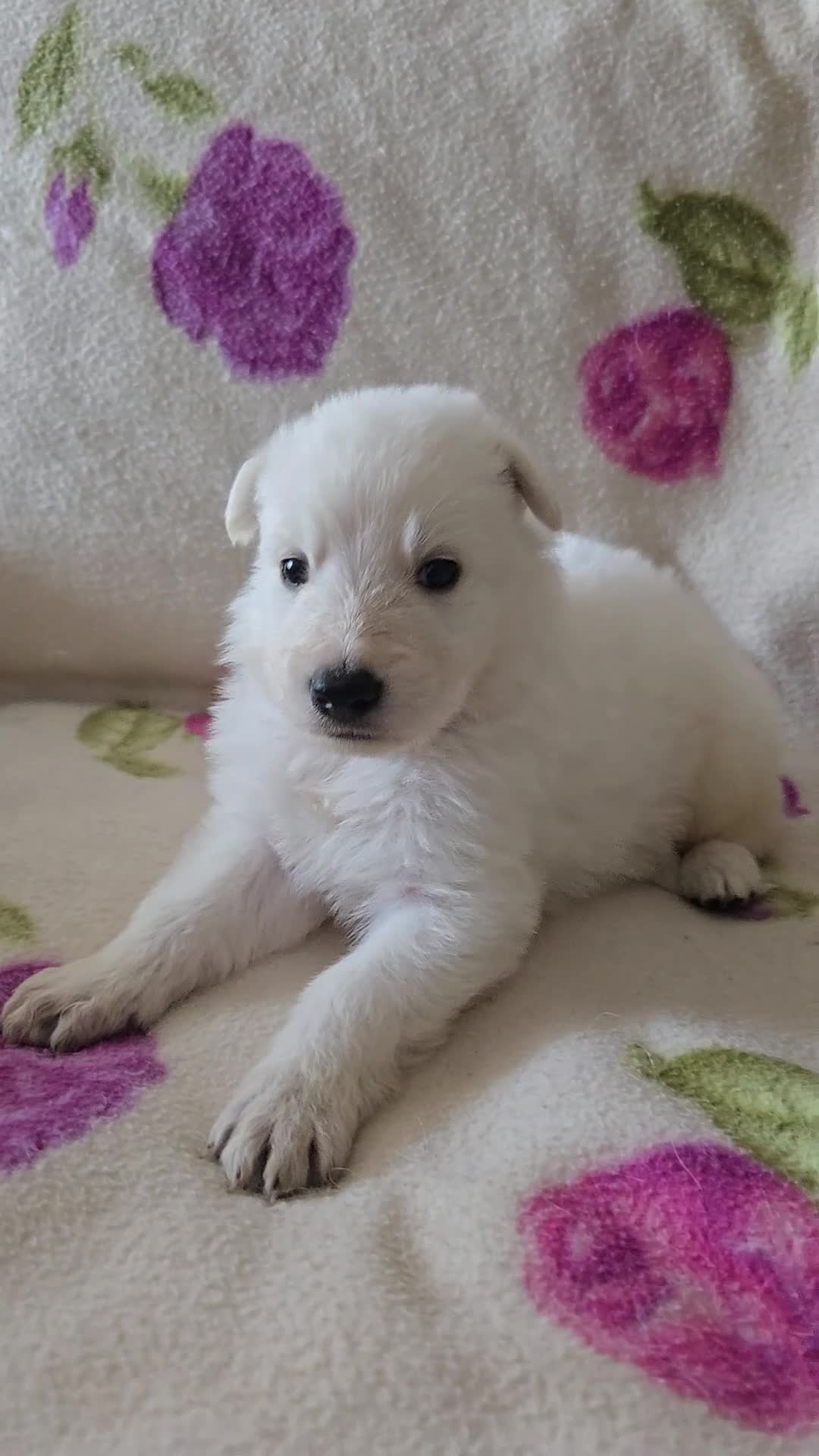 Pastore Svizzero cani in vendita: Cuccioli pastore svizzero bianco - Video 5