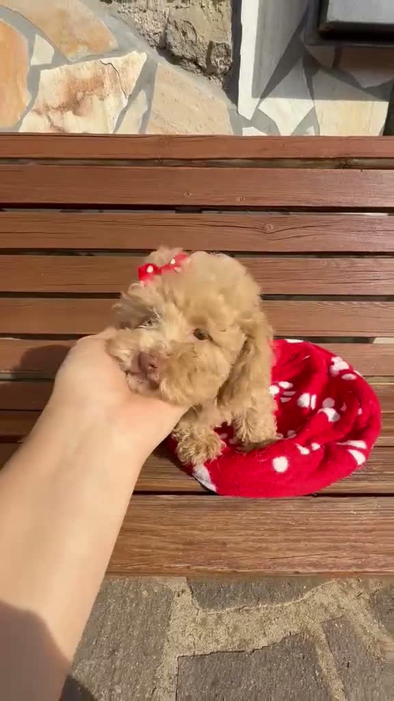 Barboncino Toy cani in vendita: Barboncino toy  - Video 1