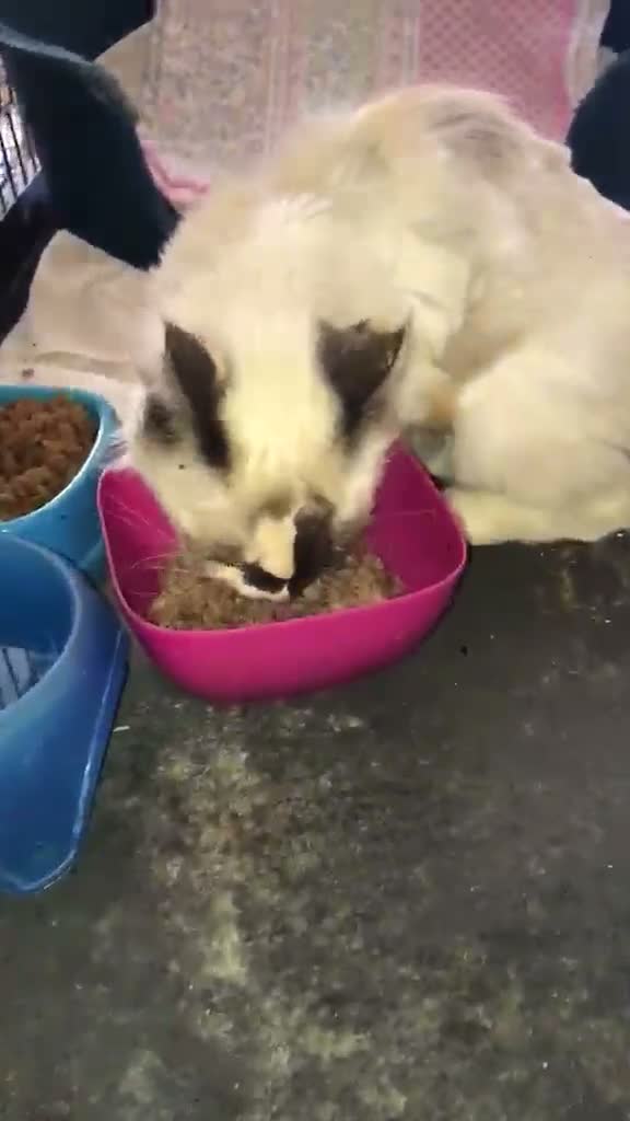 Europeo gatti in regalo: gatta 15 anni adozione del cuore❤️ - Video 1