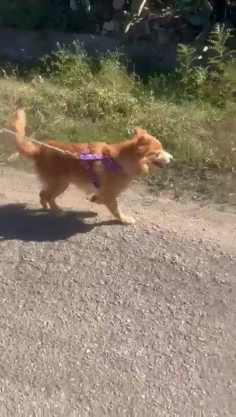 Meticcio cani in regalo: RICKY 💙 - simil volpino aspetta la sua rivincita - Video 2